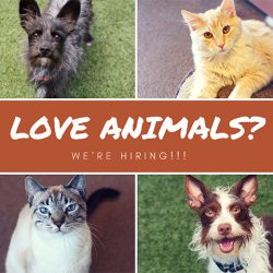 We’re Hiring!