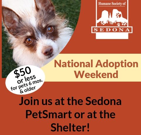 national pet adoption week 2019