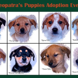 Press Release: Cleopatra’s Puppies Ready for Adoption Press Release: Cleopatra’s Puppies Ready for Adoption