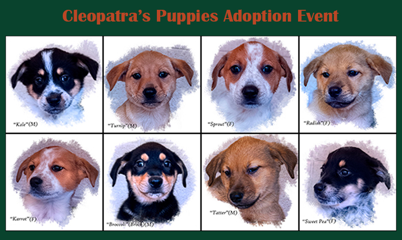 Press Release:  Cleopatra’s Puppies Ready for Adoption