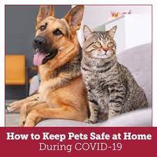 COVID-19 and Pets