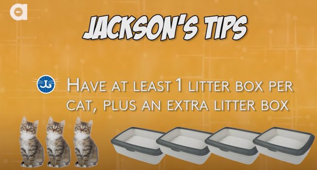 Litter Box Training Tips and Tricks