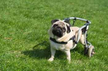 Perfectly Imperfect: Home Modifications for Disabled Pets