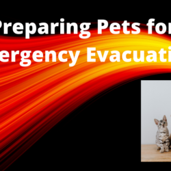 Preparing Pets for Emergency Evacuation