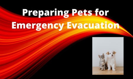 Disaster Preparedness / Evacuating your Animals