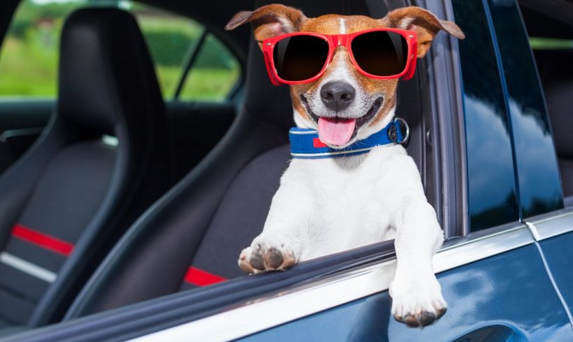Keeping Your Pets Safe While Driving