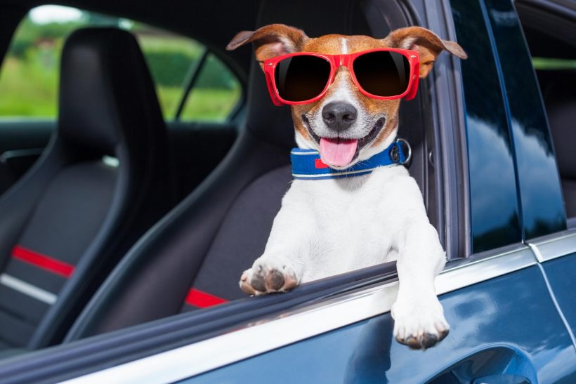 Keeping Your Pets Safe While Driving