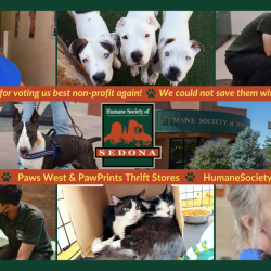 Voters Choose Humane Society of Sedona as Best Nonprofit!