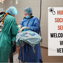 Press Release:  Humane Society of Sedona Welcomes New Veterinarian and Vet Tech