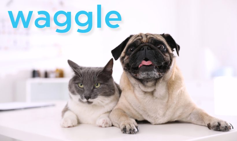 Raise Vet Care Costs with Waggle