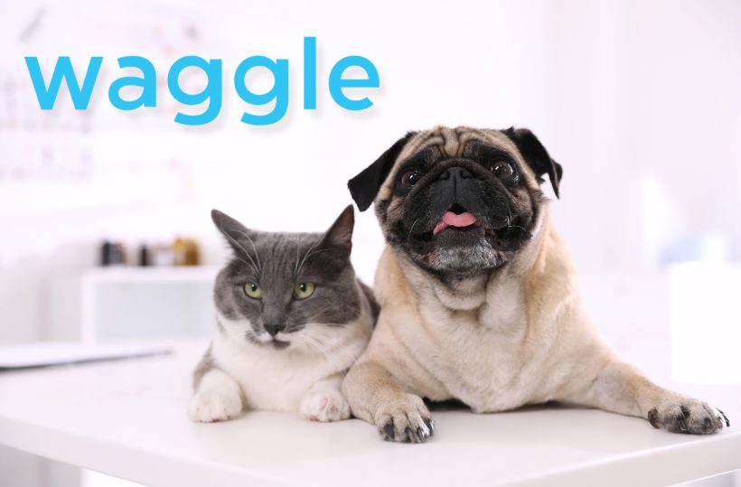 Raise Vet Care Costs with Waggle