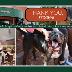 The Humane Society of Sedona Voted 2024 Best Nonprofit Organization